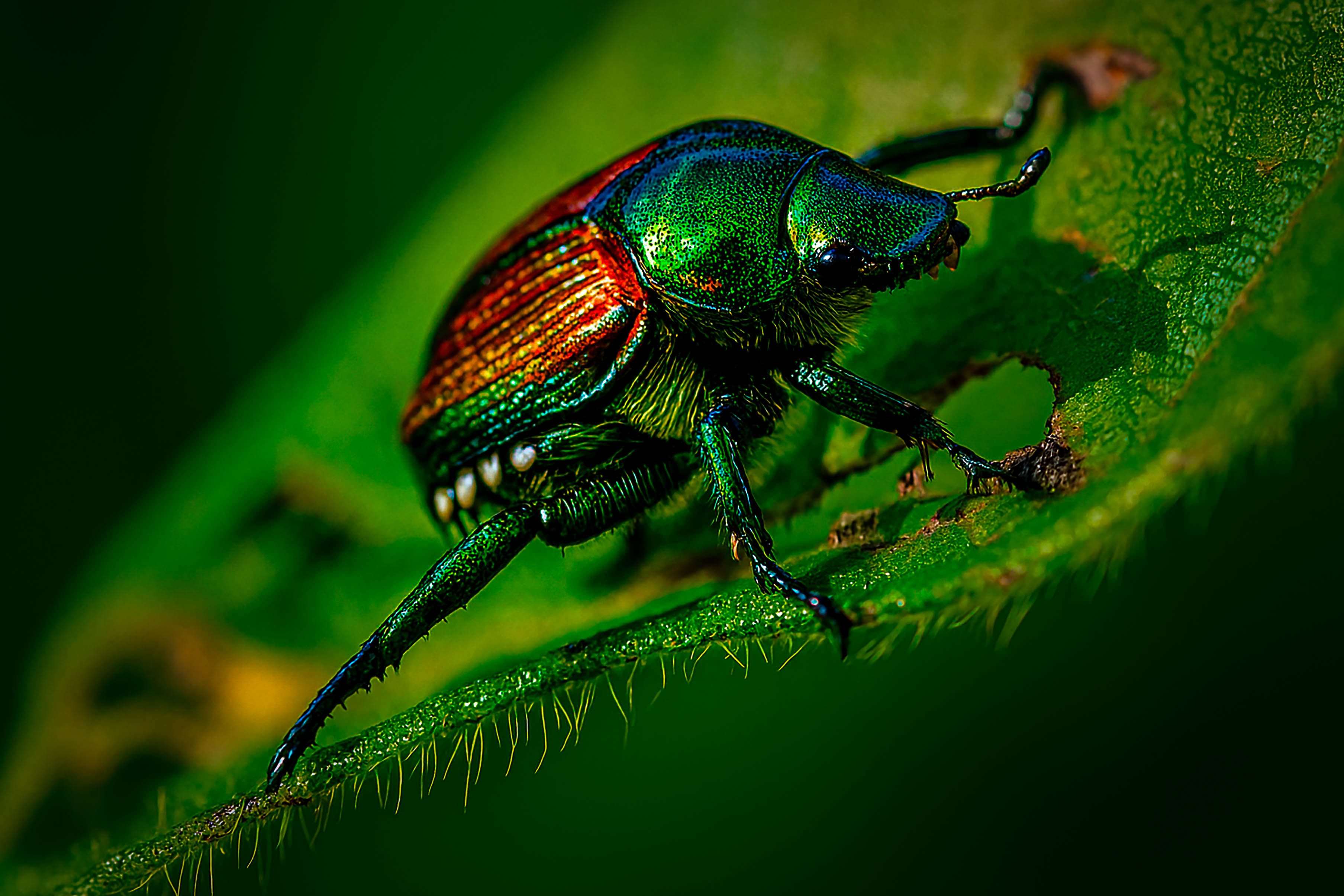 Japanese Beetle